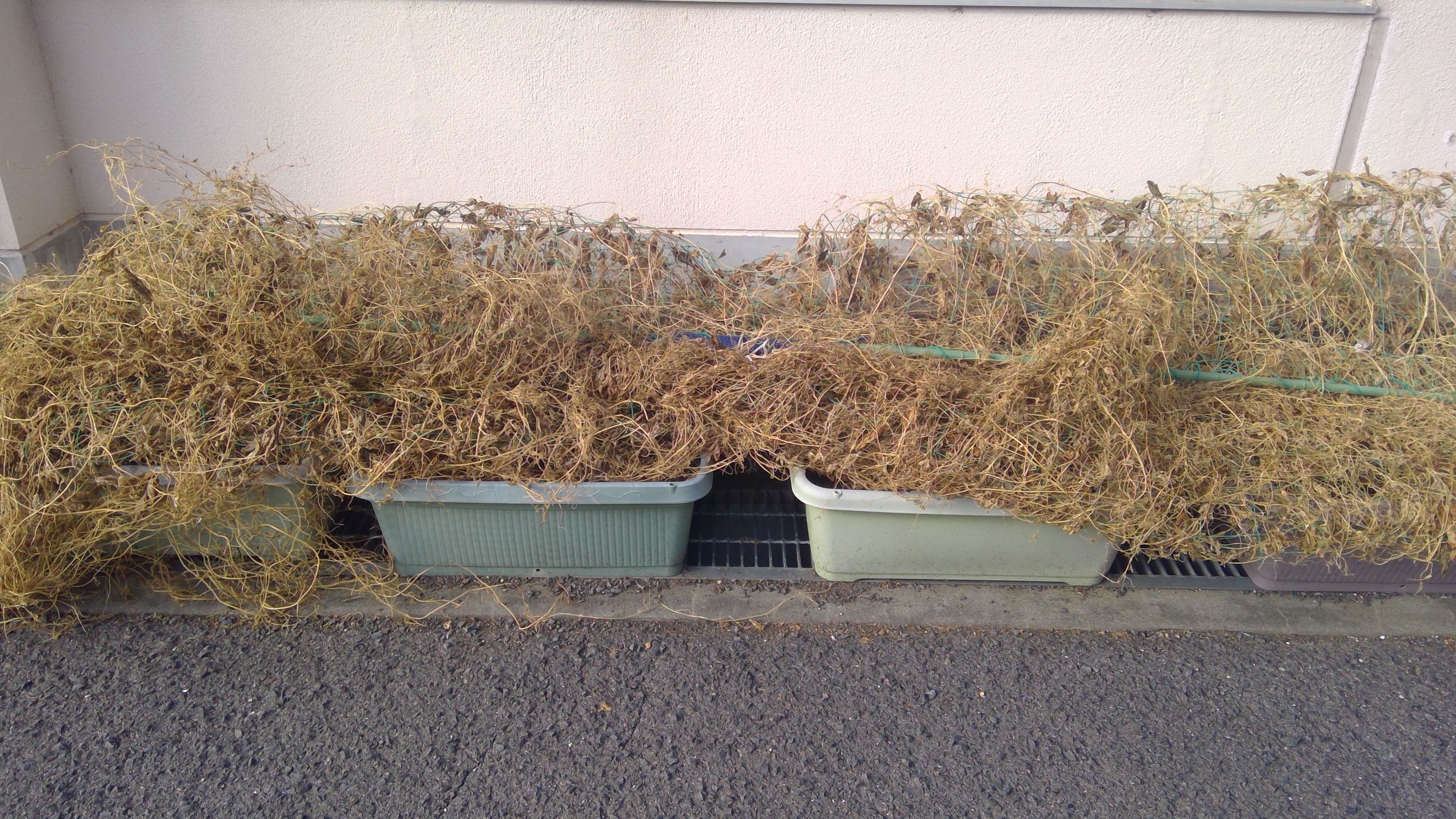 20250918ゴーヤ撤去 (1)